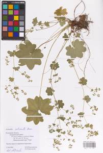 Alchemilla subcrenata Buser, Eastern Europe, Central region (E4) (Russia)