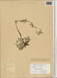 Onosma sericea Willd., Caucasus, Georgia (K4) (Georgia)