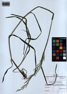 Glyceria notata Chevall., Siberia, Altai & Sayany Mountains (S2) (Russia)