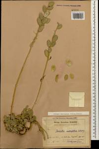 Fibigia macrocarpa (Boiss.) Boiss., Caucasus, Armenia (K5) (Armenia)