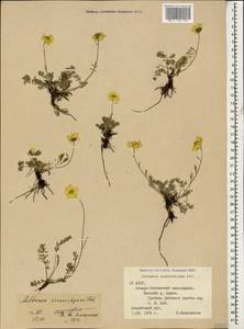 Archanthemis marschalliana subsp. sosnowskyana (Fed.) Lo Presti & Oberpr., Caucasus, North Ossetia, Ingushetia & Chechnya (K1c) (Russia)