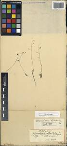 Utricularia gibba L., America (AMER)