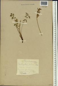 Onobrychis arenaria subsp. sibirica (Besser)P.W.Ball, Siberia, Central Siberia (S3) (Russia)