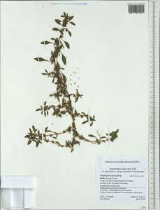Amaranthus graecizans L., Western Europe (EUR) (Italy)