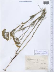 Seseli strictum Ledeb., Middle Asia, Northern & Central Kazakhstan (M10) (Kazakhstan)