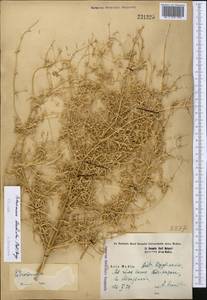 Petrosimonia brachiata (Pall.) Bunge, Middle Asia, Syr-Darian deserts & Kyzylkum (M7) (Kazakhstan)