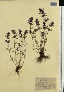 Dracocephalum nutans L., Eastern Europe, Middle Volga region (E8) (Russia)