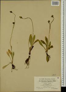 Pilosella flagellaris (Willd.) Arv.-Touv., Eastern Europe, North-Western region (E2) (Russia)