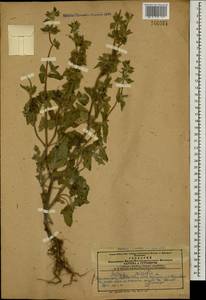 Salvia viridis L., Caucasus, Azerbaijan (K6) (Azerbaijan)