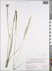 Calamagrostis arundinacea (L.) Roth, Eastern Europe, Central forest region (E5) (Russia)