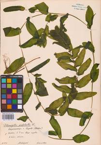 Potamogeton perfoliatus L., Eastern Europe, Volga-Kama region (E7) (Russia)