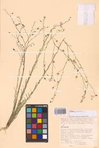 Linum perenne L., Eastern Europe, Lower Volga region (E9) (Russia)