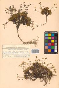 Micranthes merkii subsp. merkii, Siberia, Chukotka & Kamchatka (S7) (Russia)
