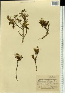 Rhododendron adamsii Rehder, Siberia, Altai & Sayany Mountains (S2) (Russia)