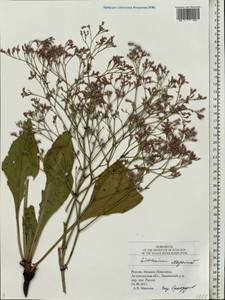 Limonium scoparium (Pall. ex Willd.) Stankov, Eastern Europe, Lower Volga region (E9) (Russia)