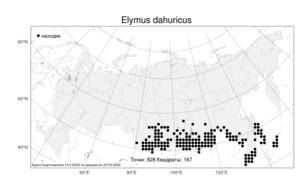 Campeiostachys dahurica (Turcz. ex Griseb.) B.R.Baum, J.L.Yang & C.Yen, Atlas of the Russian Flora (FLORUS) (Russia)