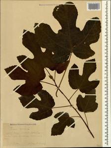 Ficus carica, Caucasus, Black Sea Shore (from Novorossiysk to Adler) (K3) (Russia)