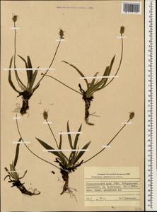 Plantago atrata subsp. spadicea Pilg., Caucasus, Stavropol Krai, Karachay-Cherkessia & Kabardino-Balkaria (K1b) (Russia)