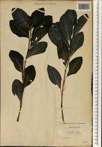 Polygonum, South Asia, South Asia (Asia outside ex-Soviet states and Mongolia) (ASIA) (Japan)