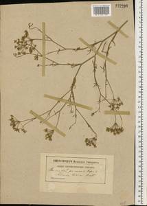 Falcaria vulgaris Bernh., Eastern Europe, South Ukrainian region (E12) (Ukraine)