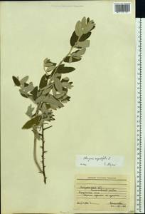 Elaeagnus angustifolia L., Eastern Europe, South Ukrainian region (E12) (Ukraine)