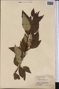 Populus balsamifera L., America (AMER) (United States)