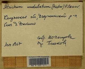Atrichum undulatum (Hedw.) P. Beauv., Bryophytes, Bryophytes - Middle Russia (B6) (Russia)
