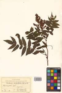 Sorbaria sorbifolia (L.) A. Braun, Siberia, Russian Far East (S6) (Russia)