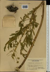 Euphorbia palustris L., Eastern Europe, Moldova (E13a) (Moldova)