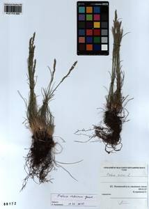 Festuca valesiaca Schleich. ex Gaudin, Siberia, Altai & Sayany Mountains (S2) (Russia)