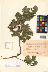 Crataegus ambigua C. A. Mey. ex A. K. Becker, Eastern Europe, Lower Volga region (E9) (Russia)