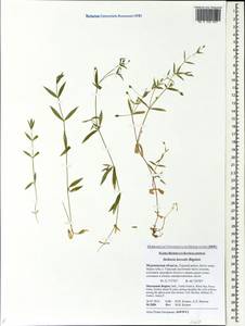 Stellaria calycantha, Eastern Europe, Northern region (E1) (Russia)