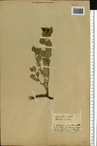 Populus nigra L., Eastern Europe, Eastern region (E10) (Russia)