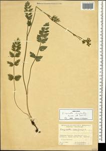 Pimpinella rhodantha Boiss., Caucasus, North Ossetia, Ingushetia & Chechnya (K1c) (Russia)