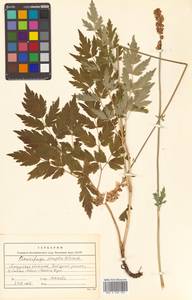 Actaea simplex (DC.) Wormsk. ex Fisch. & C. A. Mey., Siberia, Russian Far East (S6) (Russia)