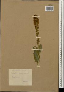 Digitalis ferruginea L., Caucasus (no precise locality) (K0)