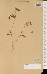 Psilotrichum trichotomum Blume, South Asia, South Asia (Asia outside ex-Soviet states and Mongolia) (ASIA) (Philippines)