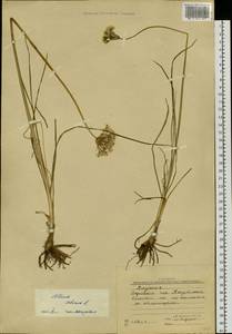 Allium ramosum L., Siberia, Yakutia (S5) (Russia)