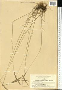 Koeleria delavignei Czern. ex Domin, Eastern Europe, Central region (E4) (Russia)