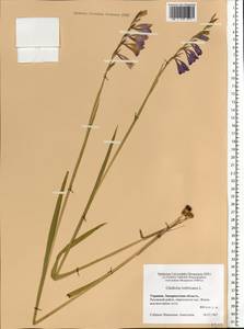 Gladiolus imbricatus L., Eastern Europe, West Ukrainian region (E13) (Ukraine)