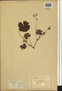 Pelargonium alchemilloides (L.) L'Her. ex [Soland.], Africa (AFR) (Not classified)