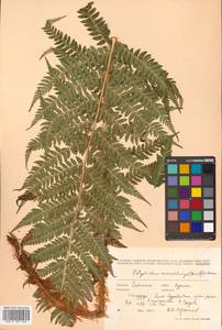 Polystichum microchlamys (Christ) Matsum., Siberia, Russian Far East (S6) (Russia)