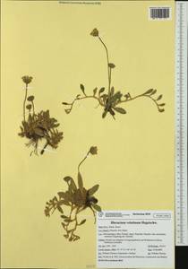 Pilosella velutina (Hegetschw.) F. W. Schultz & Sch. Bip., Western Europe (EUR) (Italy)