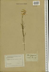 Lilium pumilum Redouté, Siberia (no precise locality) (S0) (Russia)