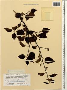 Pyrus ketzkhovelii S. Kuthath., Caucasus, North Ossetia, Ingushetia & Chechnya (K1c) (Russia)