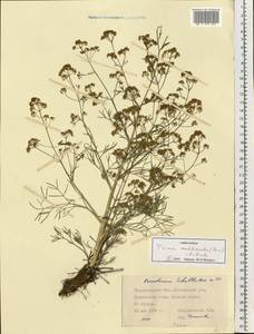 Trinia multicaulis (Poir.) Schischk., Eastern Europe, South Ukrainian region (E12) (Ukraine)