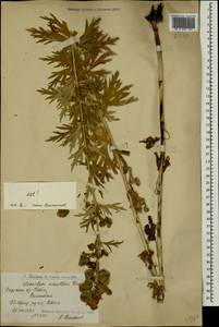 Aconitum variegatum subsp. nasutum (Fischer ex Rchb.) Götz, Caucasus, Armenia (K5) (Armenia)