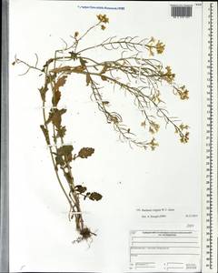 Barbarea vulgaris (L.) W.T. Aiton, Eastern Europe, Central forest region (E5) (Russia)