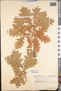 Quercus robur L., Eastern Europe, North Ukrainian region (E11) (Ukraine)