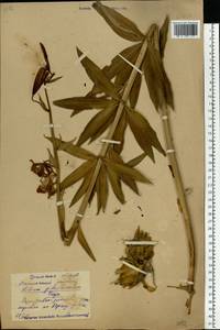 Lilium martagon var. pilosiusculum Freyn, Eastern Europe, Eastern region (E10) (Russia)